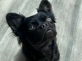 French bulldog fluffy