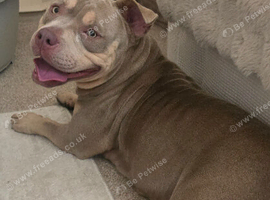 Belle pocket bully