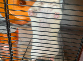 1 1/2 year old hamster with cage