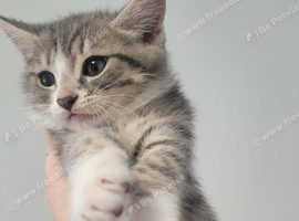 Kittens ready now