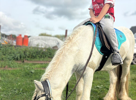 Super safe family friend / show pony