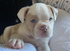 LAST BOY AVAILABLE OLDE ENGLISH BULLDOGGE