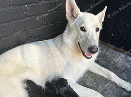 German shepherd puppys