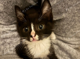 ragdoll mix