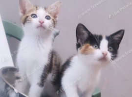 2 stunning kittens available