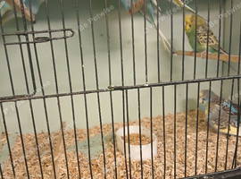 Budgies