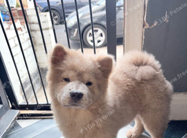Chow chow