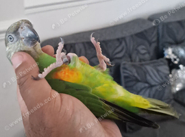 Baby senegal with cage