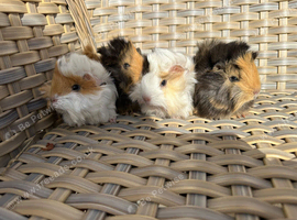 4 very pretty female guinea pigs