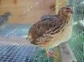 Jumbo Coturnix Japanese Quails