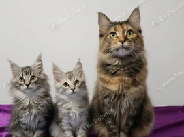 Beautiful GCCF registered maine coon kittens