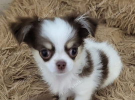 long coat male chihuahua READY NOW