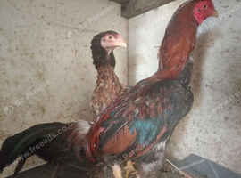Pair of Brazilian game