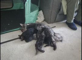 Maine Coon kittens for sale