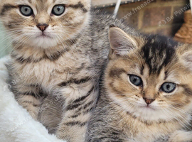 Scottish fold
