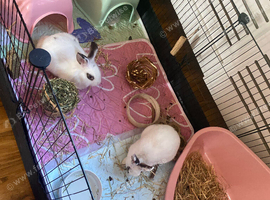 Two girl rabbits