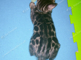 Bengal kitten