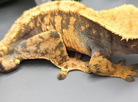 Various reptiles and enclosures