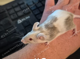 4 Cute Male Baby Fancy Mice
