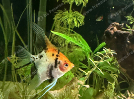 3 Angel fish