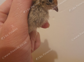 Unsexed Quail Chicks