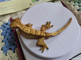 Crested gecko
