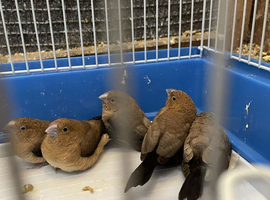 Silver bill finches