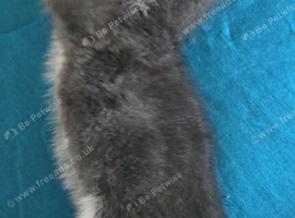 Last male left british blue short hair cross