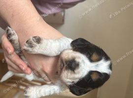 6 beautiful sprocker cross puppy's for sale