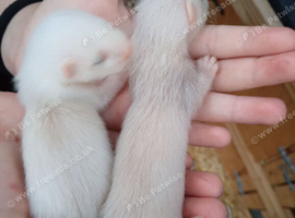 Semi - angora babies