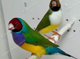 Beautiful pair of Gouldian finches