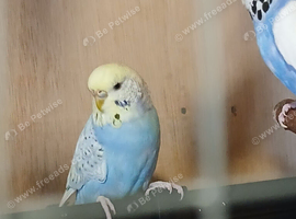 Budgies (2026 Bird)