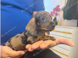 Miniature Dachshund