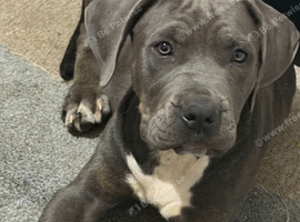 American bulldog mixed with mastiff