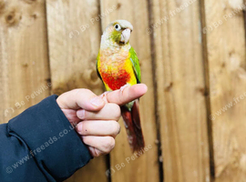 Pineapple conures