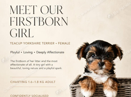 TEACUP TINY yorkie puppies charting 1.5-1.8kg