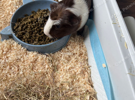 Guinea pigs for adoption