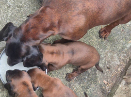 Bmh pups