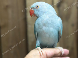 Baby ring neck