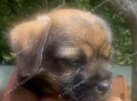 Border terrier pups