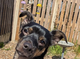 1 year old male chorkie