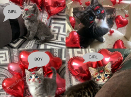 Beautiful fluffy kittens