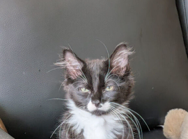 Handsome maincoon boy available