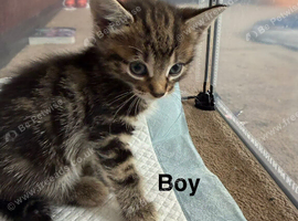 Tabby Kitten