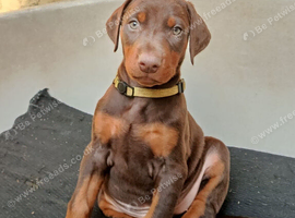 Dobermann puppies