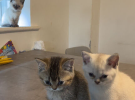 6 Beautiful British Shorthair Kittens &ndash;