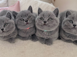 CHUNKY  GCCF REGISTERED PEDIGREE  BRITISH SHORTHAIR BLUE KITTENS