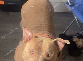 Female American pocket bully