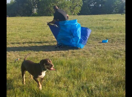 Bronson 2yrs old