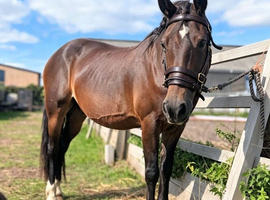 Very genuine and quiet 14.2hh all rounder